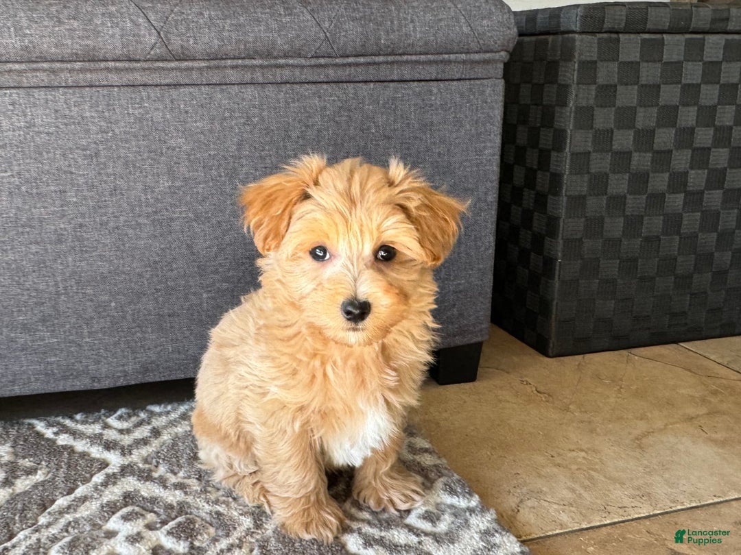 Maltipoo dogs for sale: Gordie - Image 5