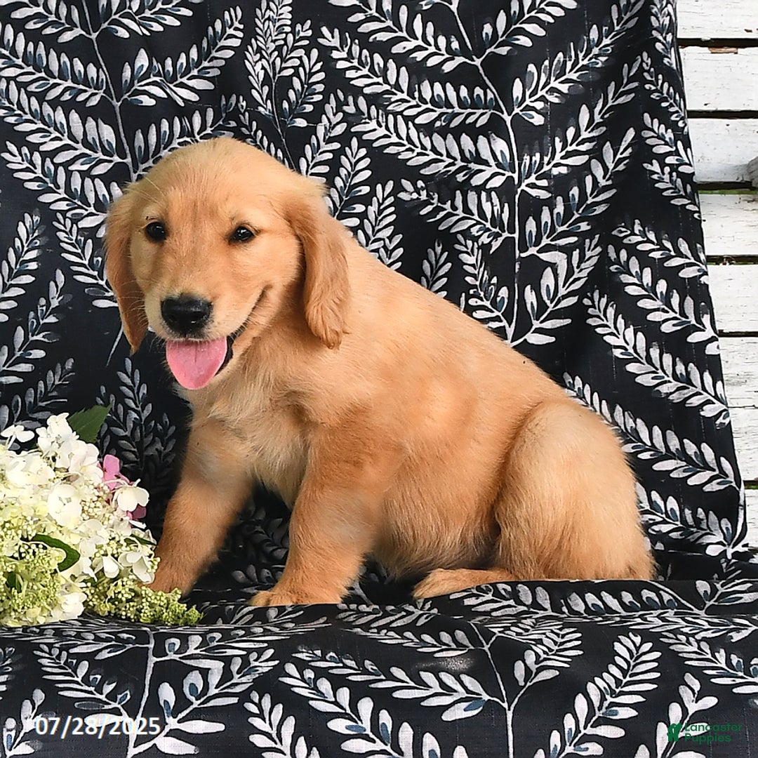 Golden Retriever dogs for sale: Golden Retriever 5 puppies - Image 12