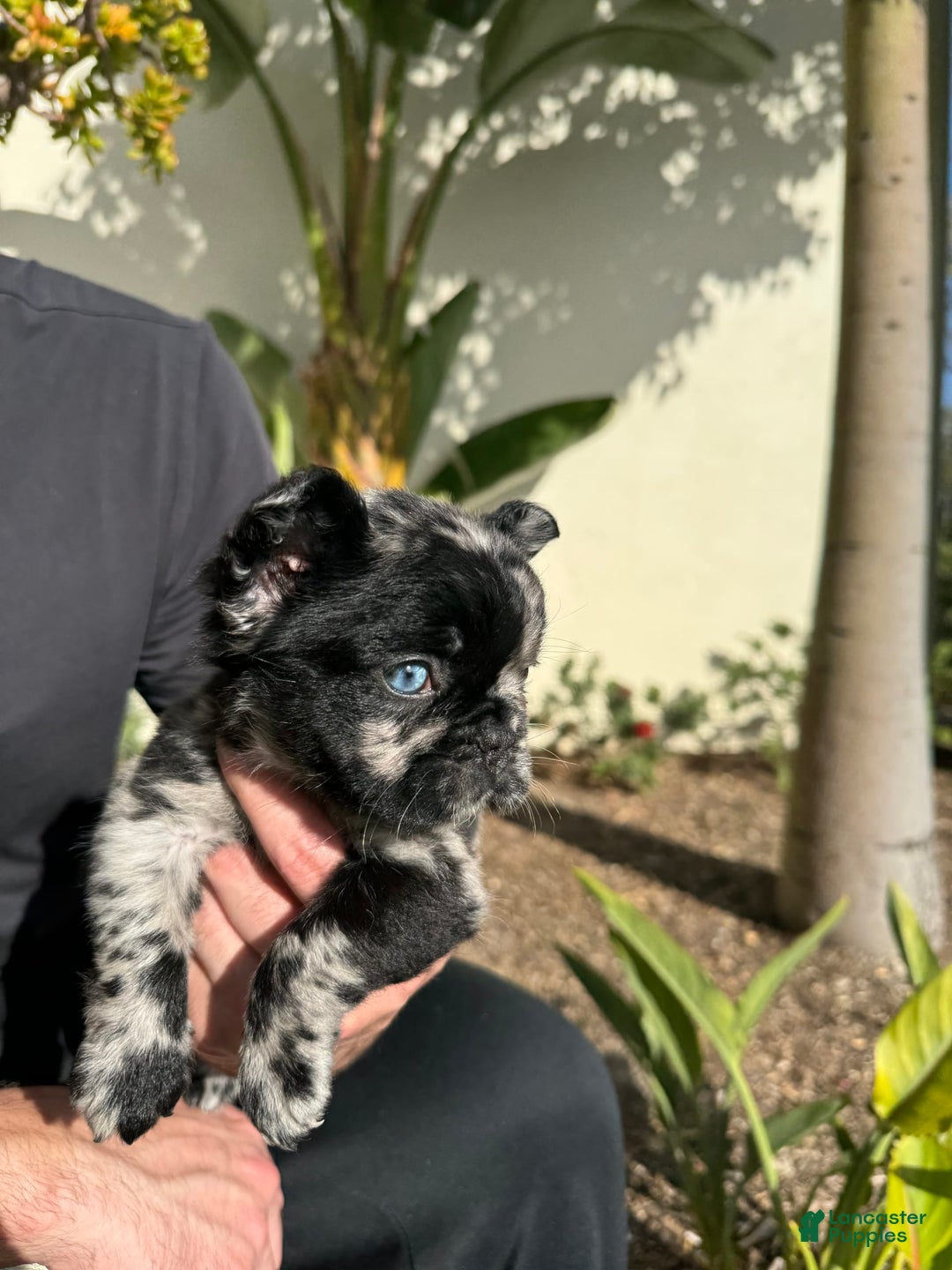 French Bulldog dogs for sale: Ursela - Image 4