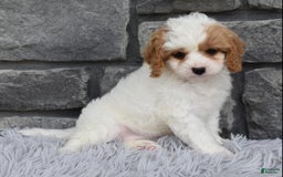 Cavapoo dogs for sale: Abby - Image 3