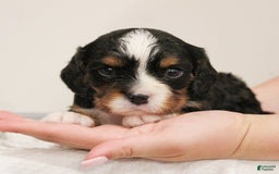Miniature Bernese Mountain Dog dogs for sale: Truffle - Image 14