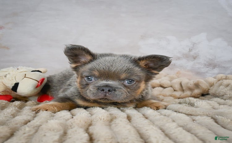 French Bulldog dogs for sale - Ad 1