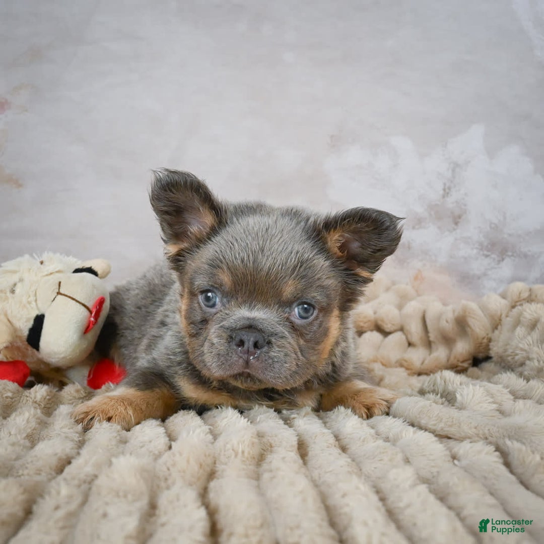 French Bulldog dogs for sale: Bubba - Image 1