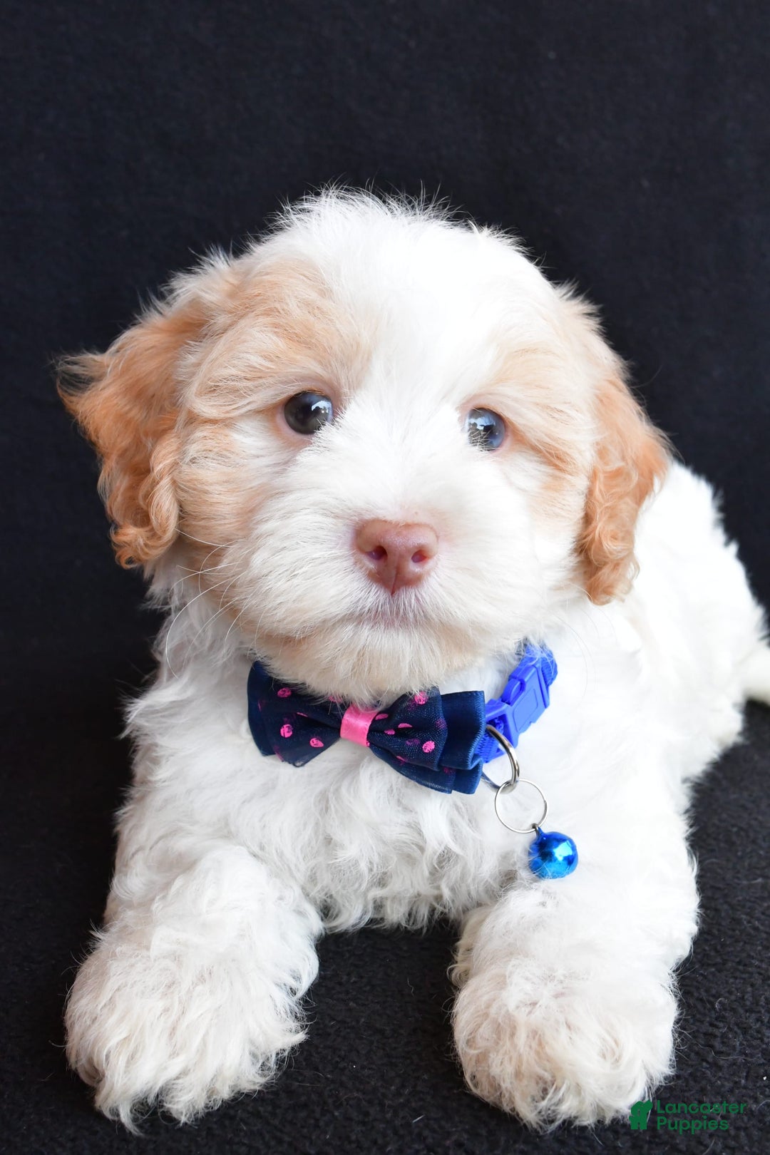Havapoo dogs for sale: Montey - Image 1