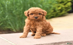 Cockapoo dogs for sale: Magic - Image 4