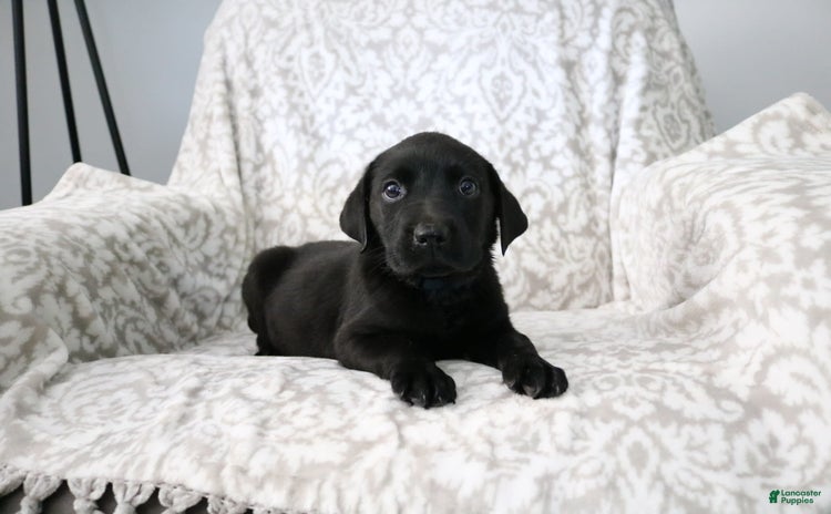 Labrador Retriever dogs for sale - Ad 1
