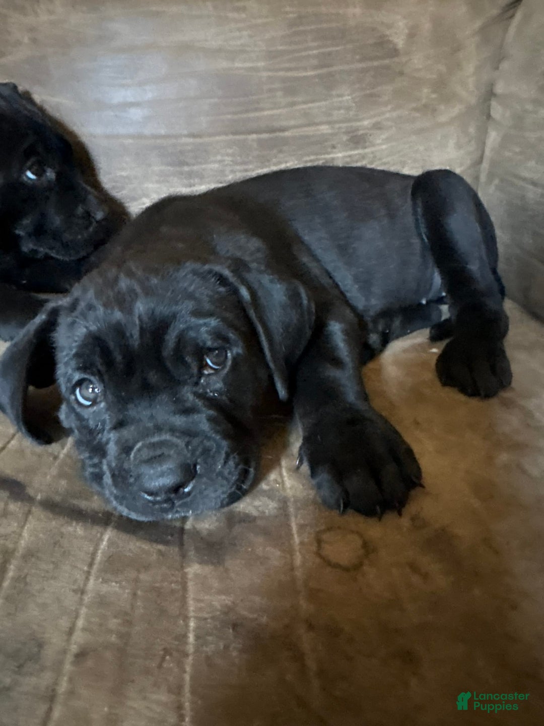Cane Corso dogs for sale: Loto - Image 1