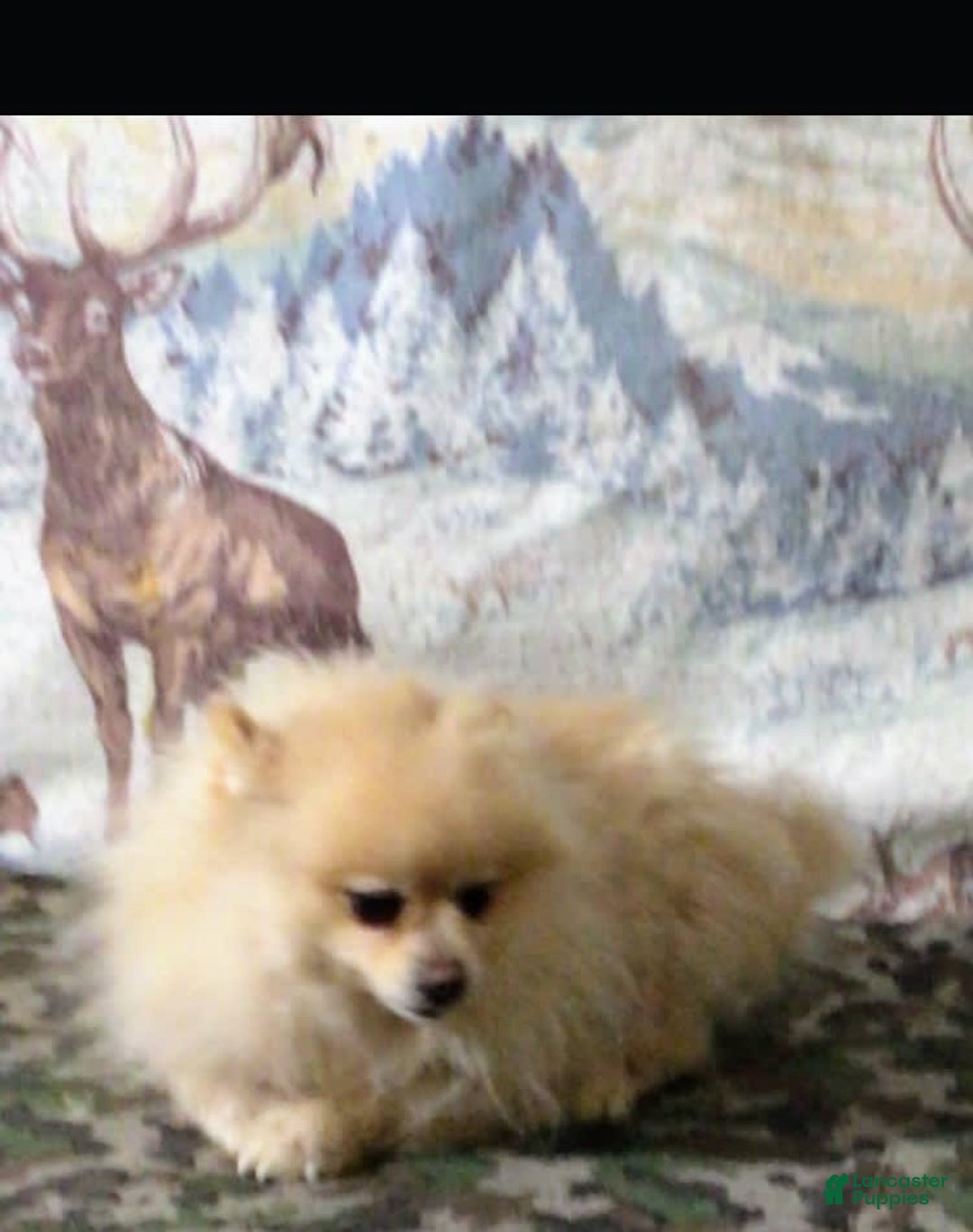 Pomsky dogs for sale: Sweet Rain - Image 25