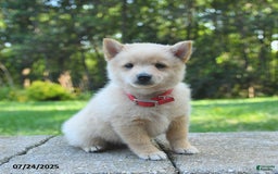 Schipperke dogs for sale: Quinn - Image 1