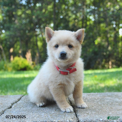 Schipperke dogs for sale - Ad 2