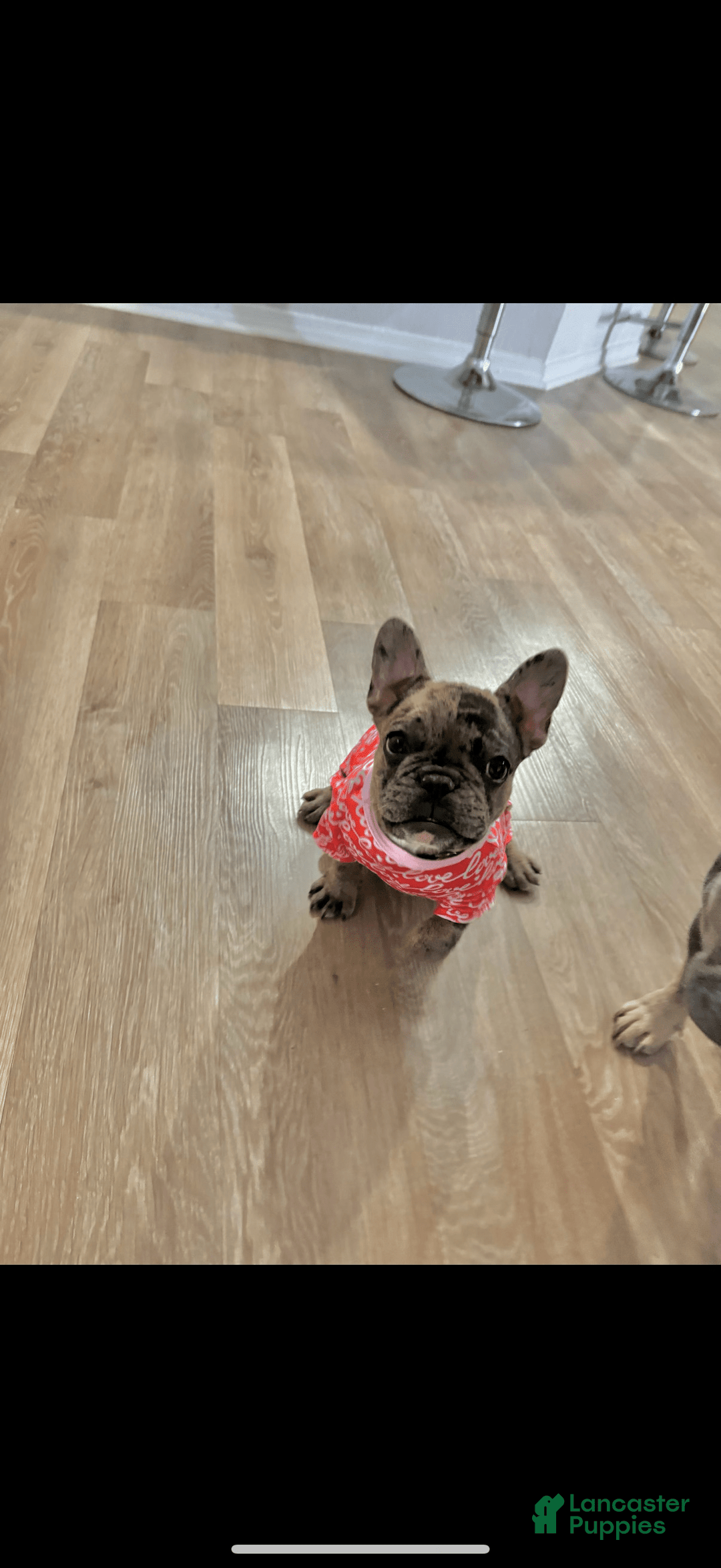 French Bulldog dogs for sale: Houdini - Image 6