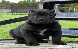 Cane Corso dogs for sale: Rocco - Image 1