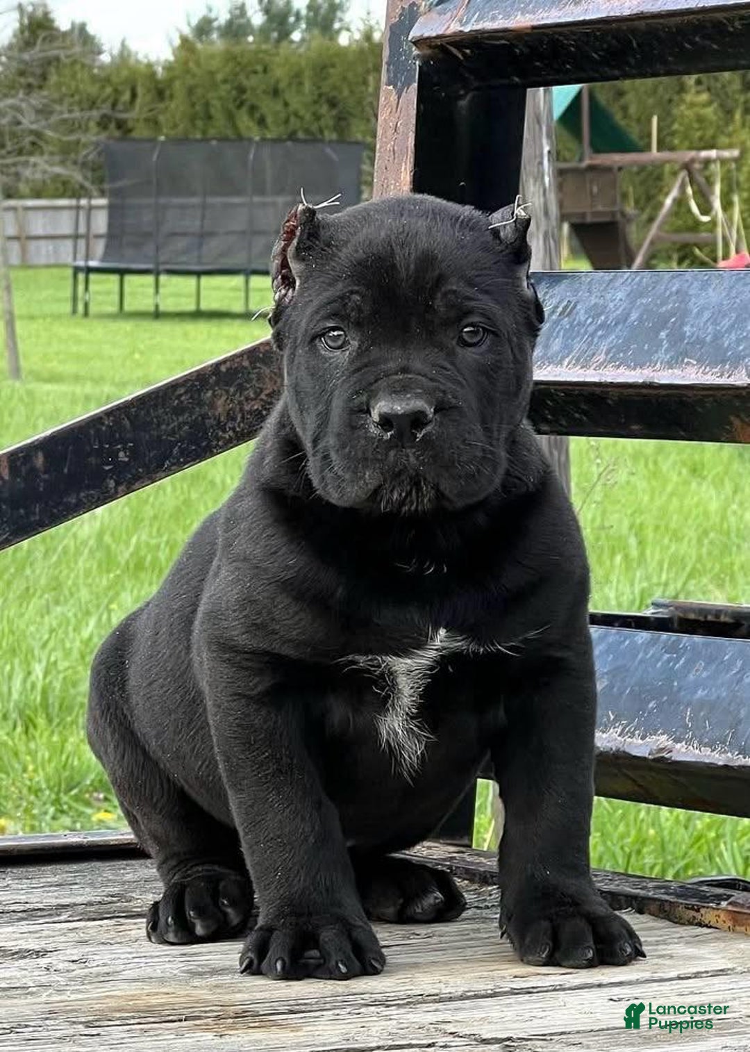 Cane Corso dogs for sale: Rocco - Image 1