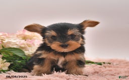 Yorkshire Terrier dogs for sale: Radley - Image 4