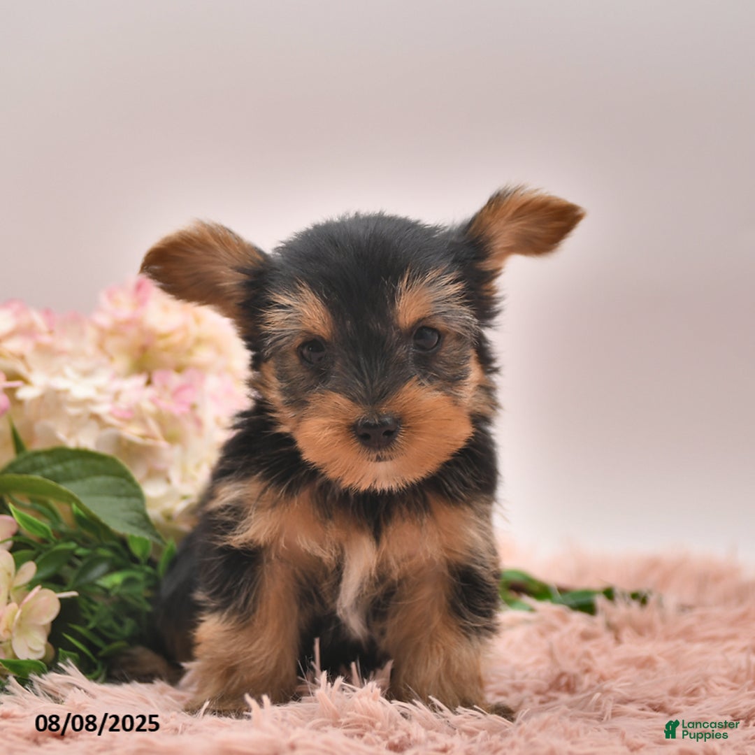Yorkshire Terrier dogs for sale: Radley - Image 4