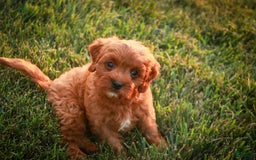 Cavalier King Charles Spaniel dogs for sale: Monty - Image 17