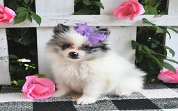 Pomeranian dogs for sale: Sparkle - Image 5
