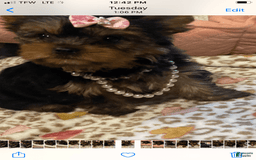 Yorkshire Terrier dogs for sale: Nora - Image 3