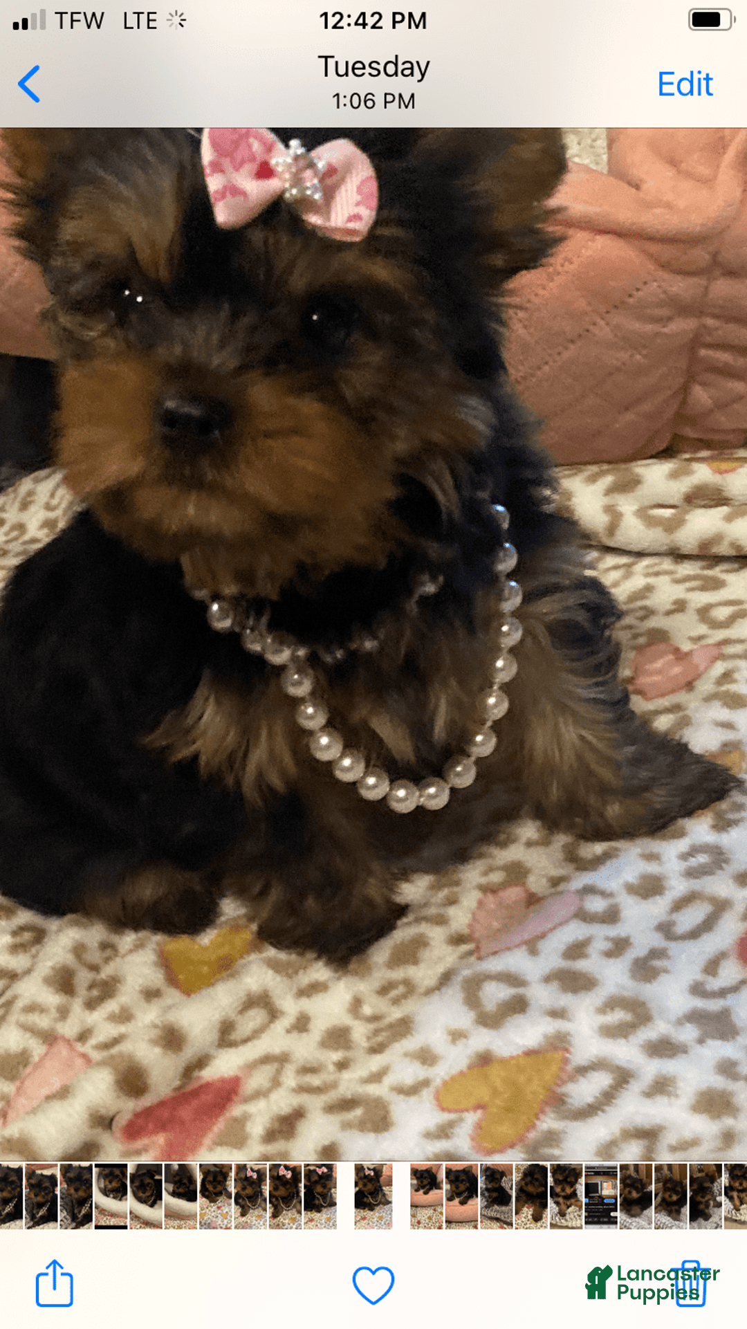 Yorkshire Terrier dogs for sale: Nora - Image 3