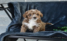 Mini Goldendoodle dogs for sale: Lilac - Image 8