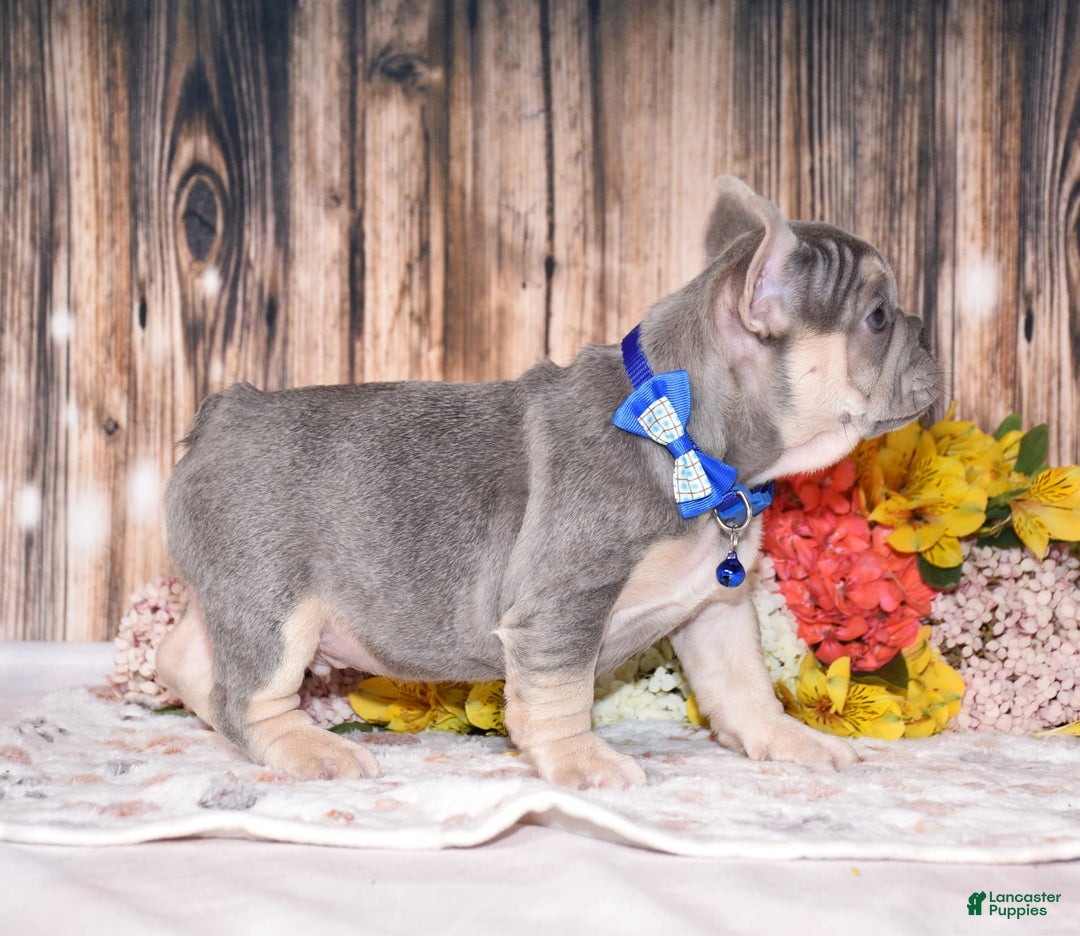 French Bulldog dogs for sale: French Bulldog 3 puppies - Image 10