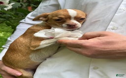 Chihuahua dogs for sale: Chihuahua 2 puppies - Image 25