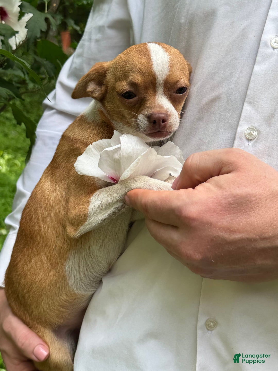 Chihuahua dogs for sale: Chihuahua 2 puppies - Image 25