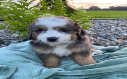 Mini Bernedoodle dogs for sale: Mini Bernedoodle 5 puppies - Image 22