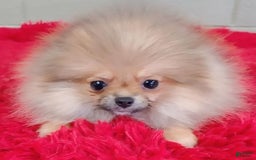 Pomeranian dogs for sale: Tiny poppy - Image 6