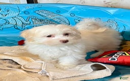 Havanese dogs for sale: Helen - Image 11