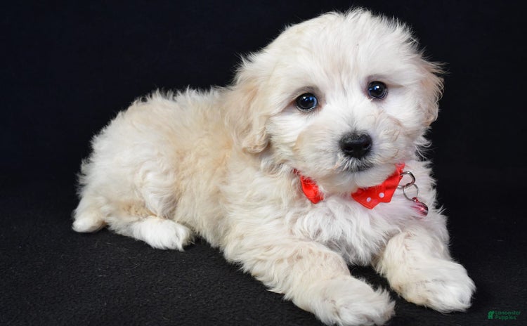 Maltipoo dogs for sale - Ad 1