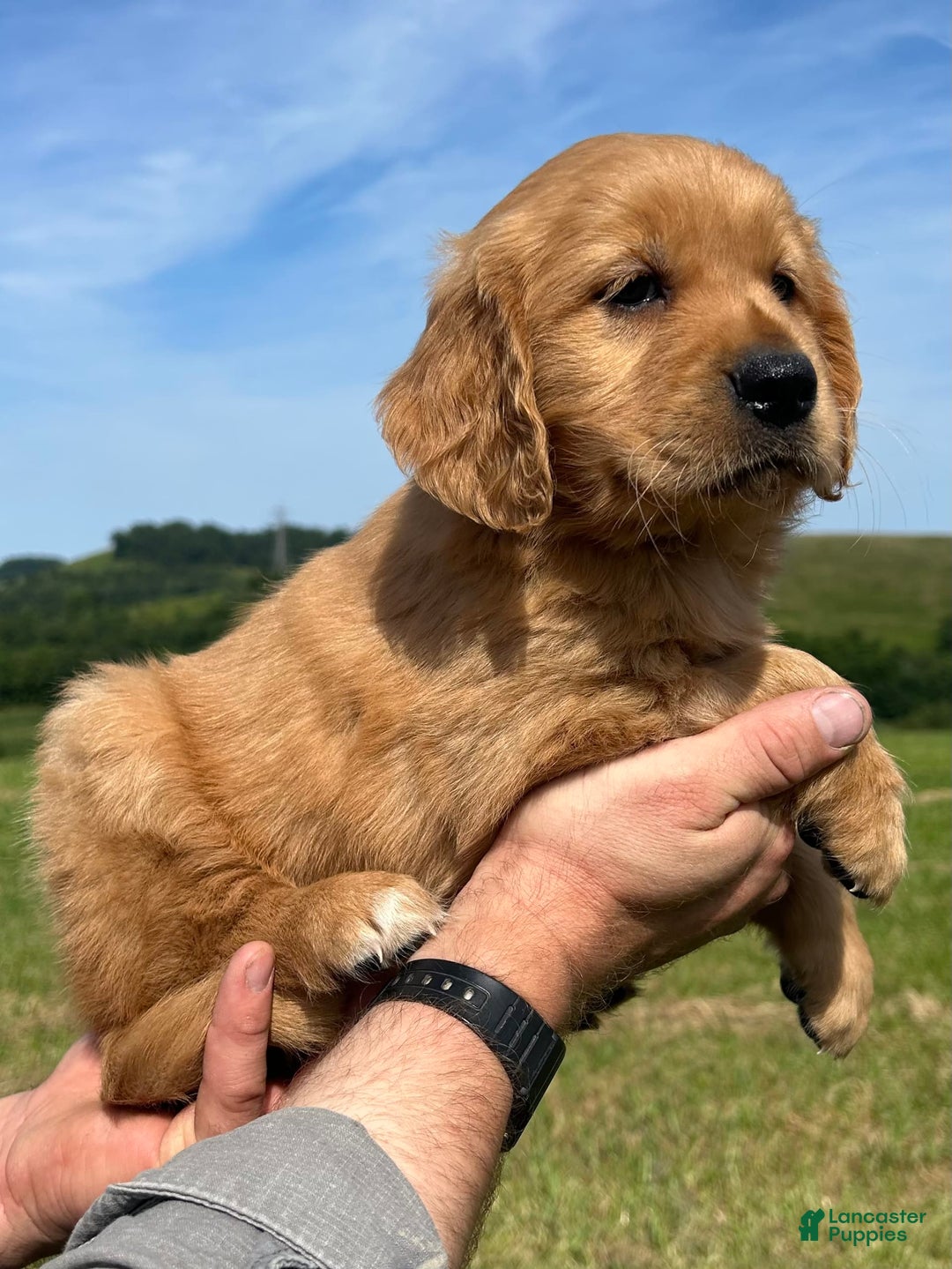 Golden Retriever dogs for sale: Pumpkin - Image 10