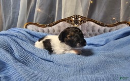 Mini Goldendoodle dogs for sale: Hudson - Image 1