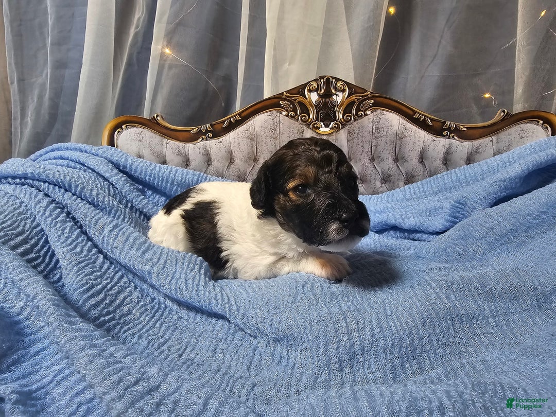 Mini Goldendoodle dogs for sale: Hudson - Image 1
