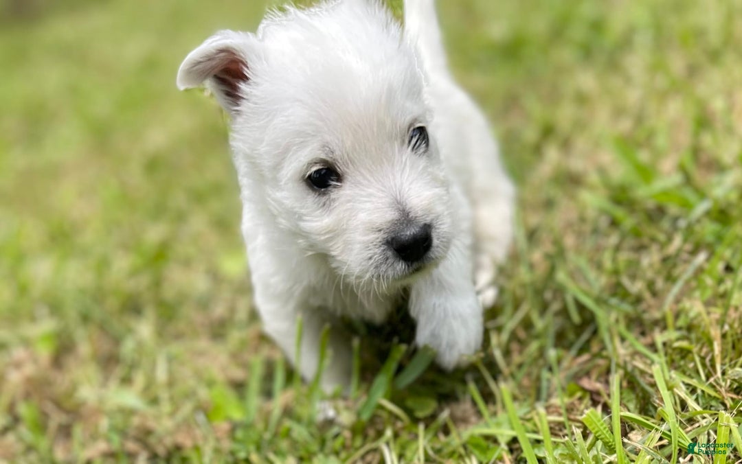West Highland Terrier dogs for sale: Akc DNA clear Casper - Image 1