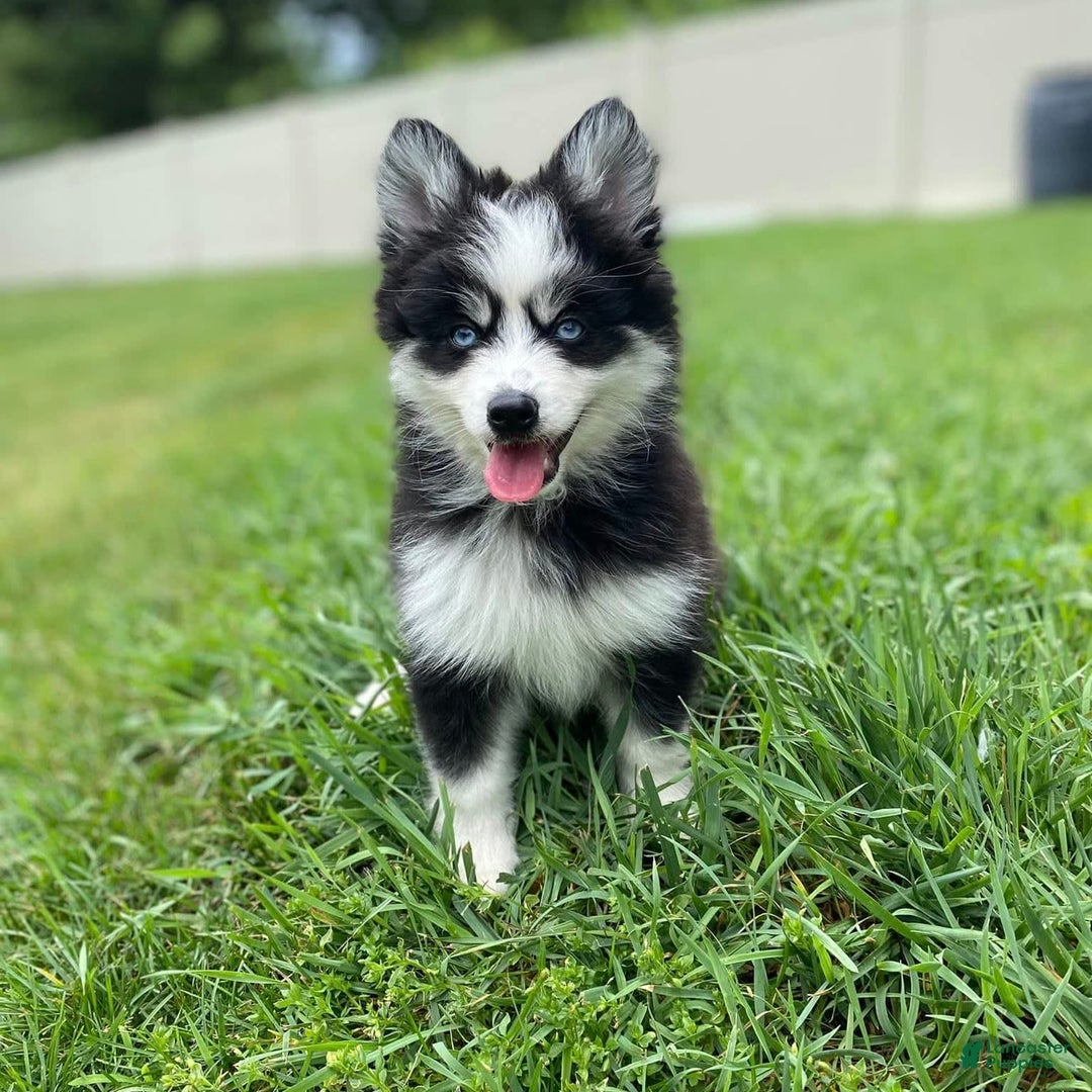 Pomsky dogs for sale: Luffy - Image 15