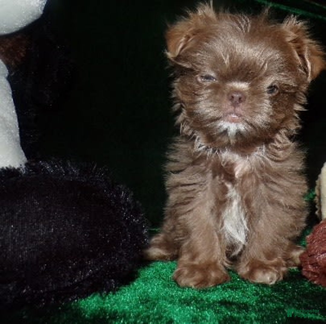 Shih Tzu dogs for sale: Tiny Jasper - Image 14