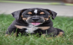 Beabull dogs for sale: Duke - Image 6