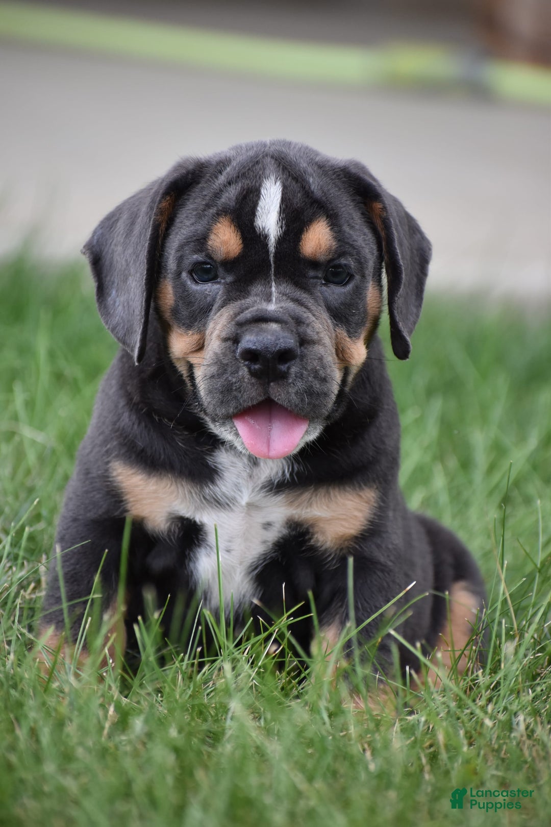 Beabull dogs for sale: Duke - Image 6