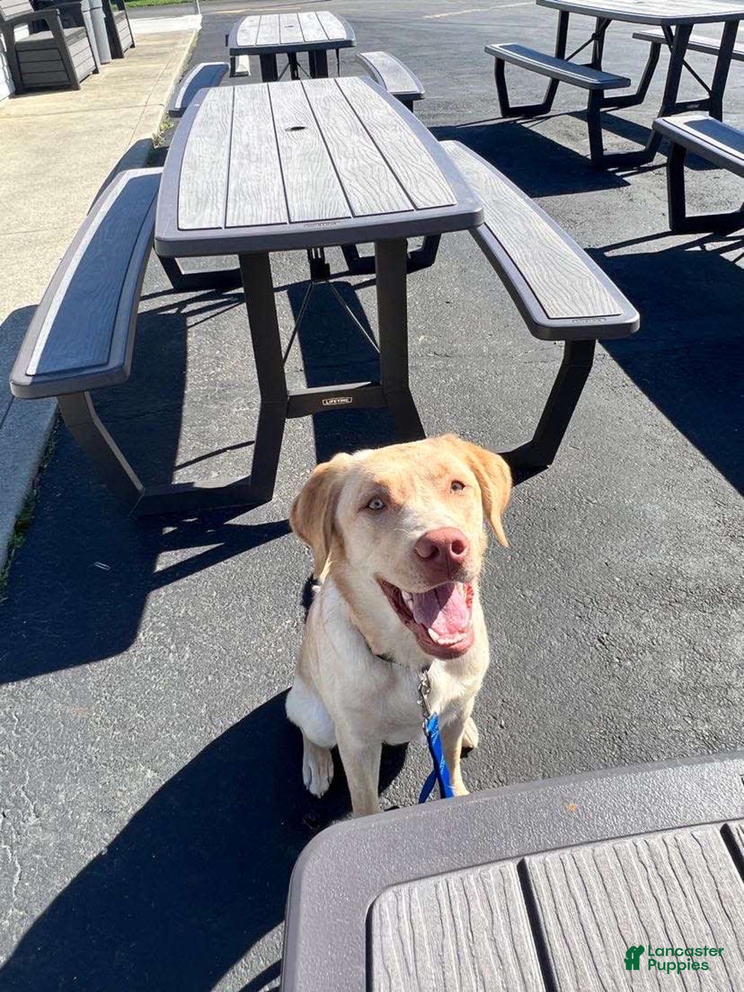 Labrador Retriever dogs for sale: Daisy - Image 3
