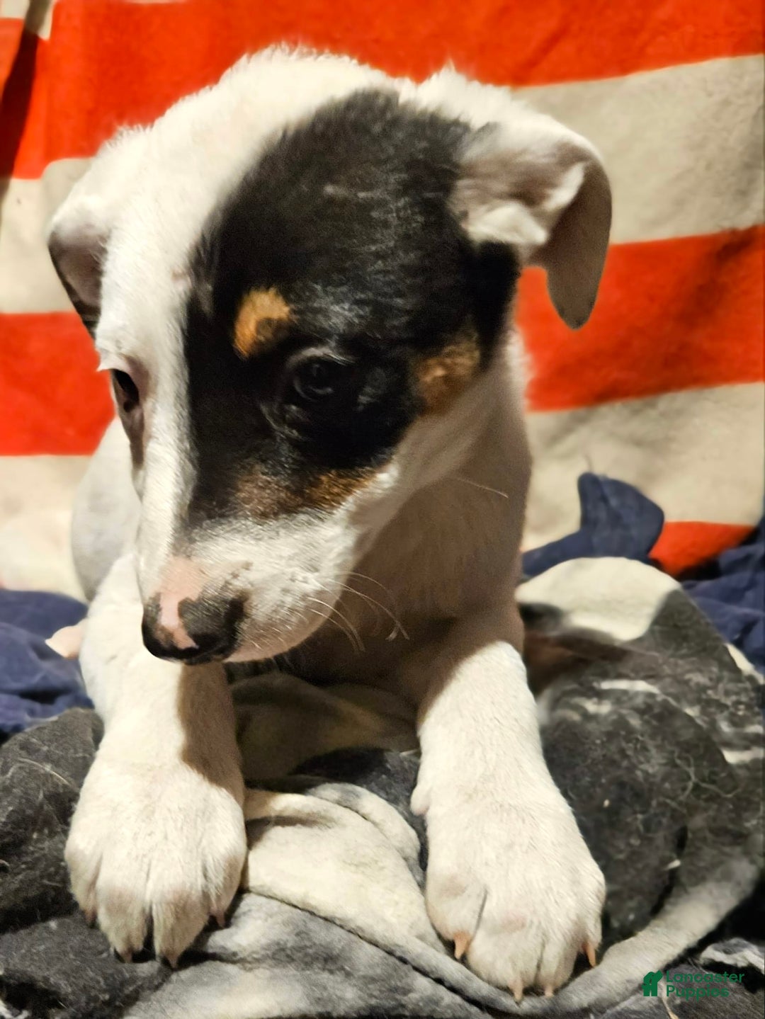 Border Collie dogs for sale: Gumbi - Image 33
