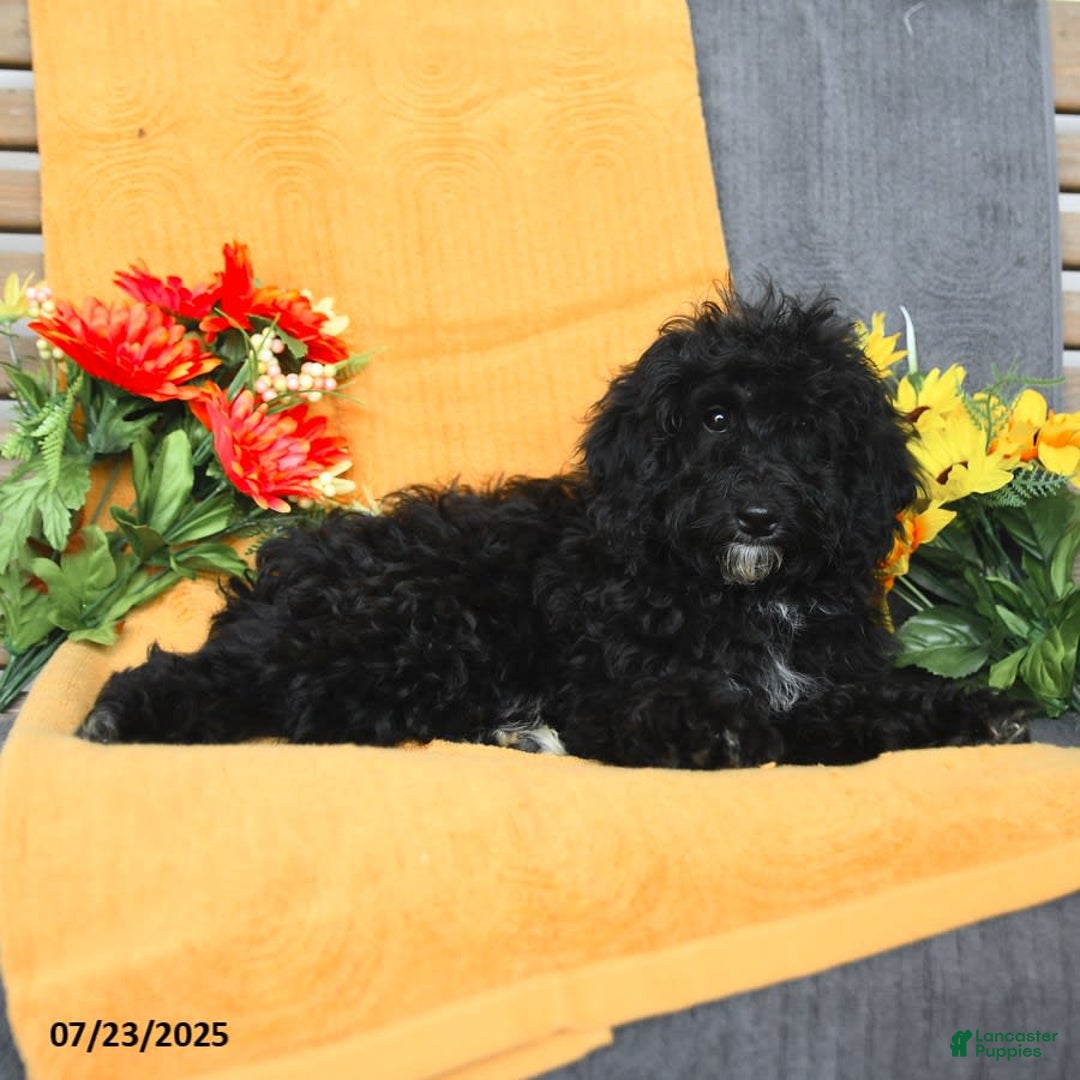 Miniature Poodle dogs for sale: Ophelia - Image 11