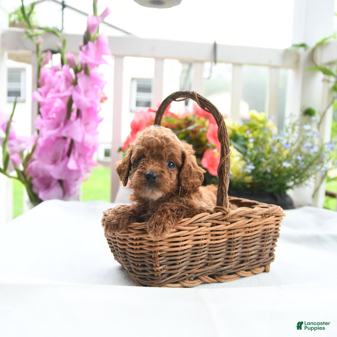 Toy Poodle dogs for sale: Violet - Image 4