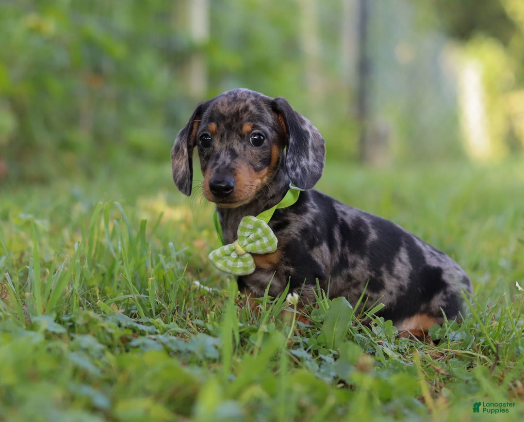 Miniature Dachshund dogs for sale: Jackson - Image 4