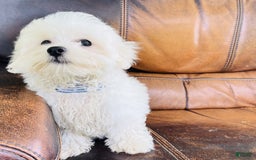 Maltese dogs for sale: Beau - Image 13