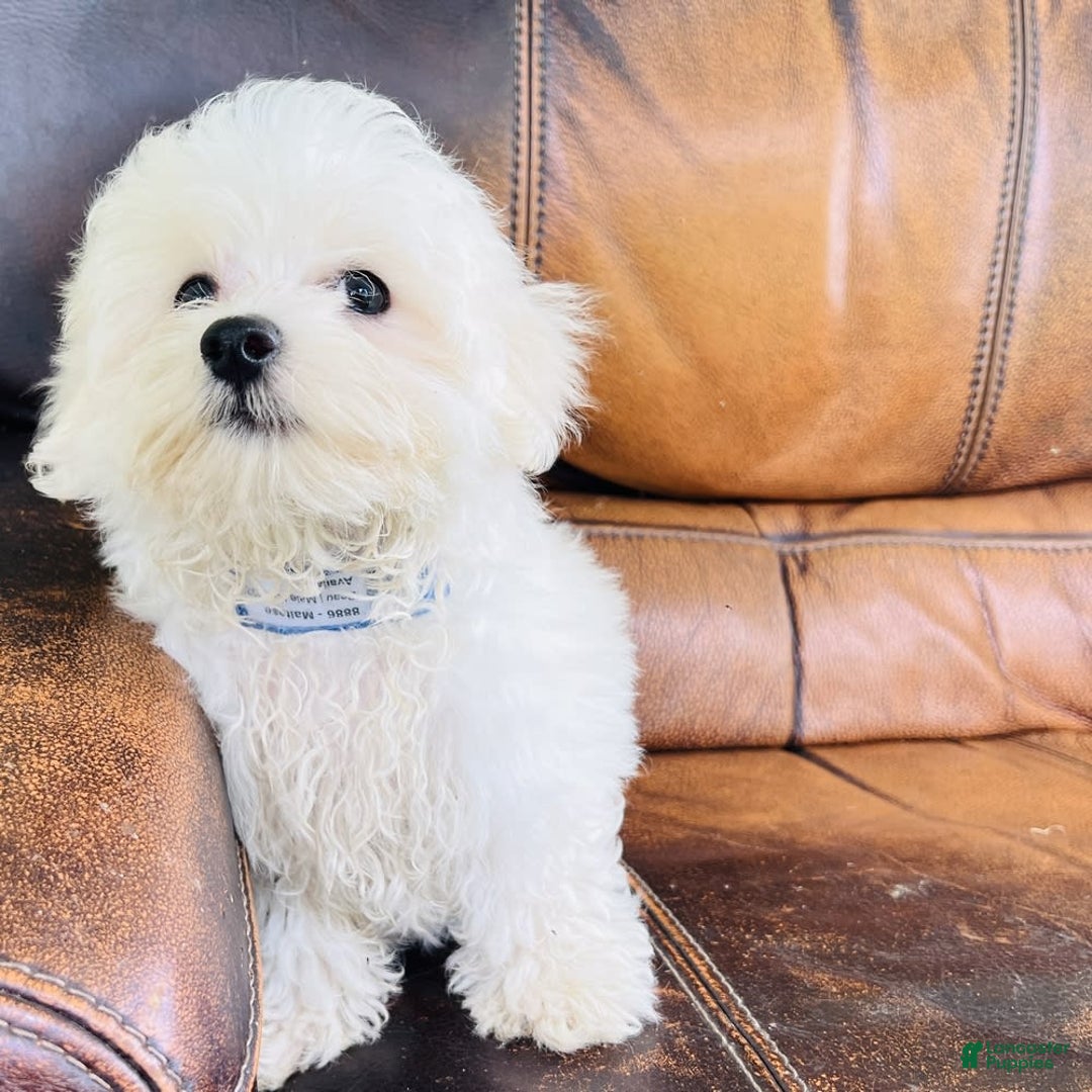 Maltese dogs for sale: Beau - Image 13