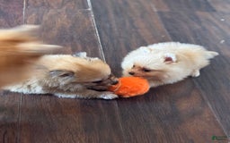 Pomeranian dogs for sale: Kyra - Image 4