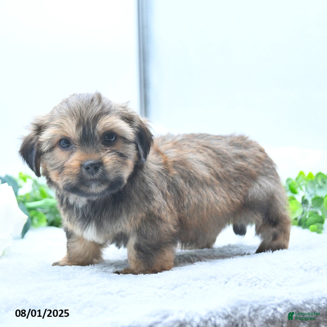 Shorkie dogs for sale: Laverne - Image 2