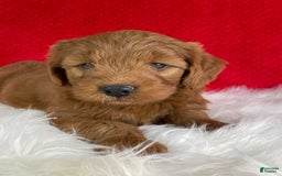 Mini Goldendoodle dogs for sale: Maple - Image 5