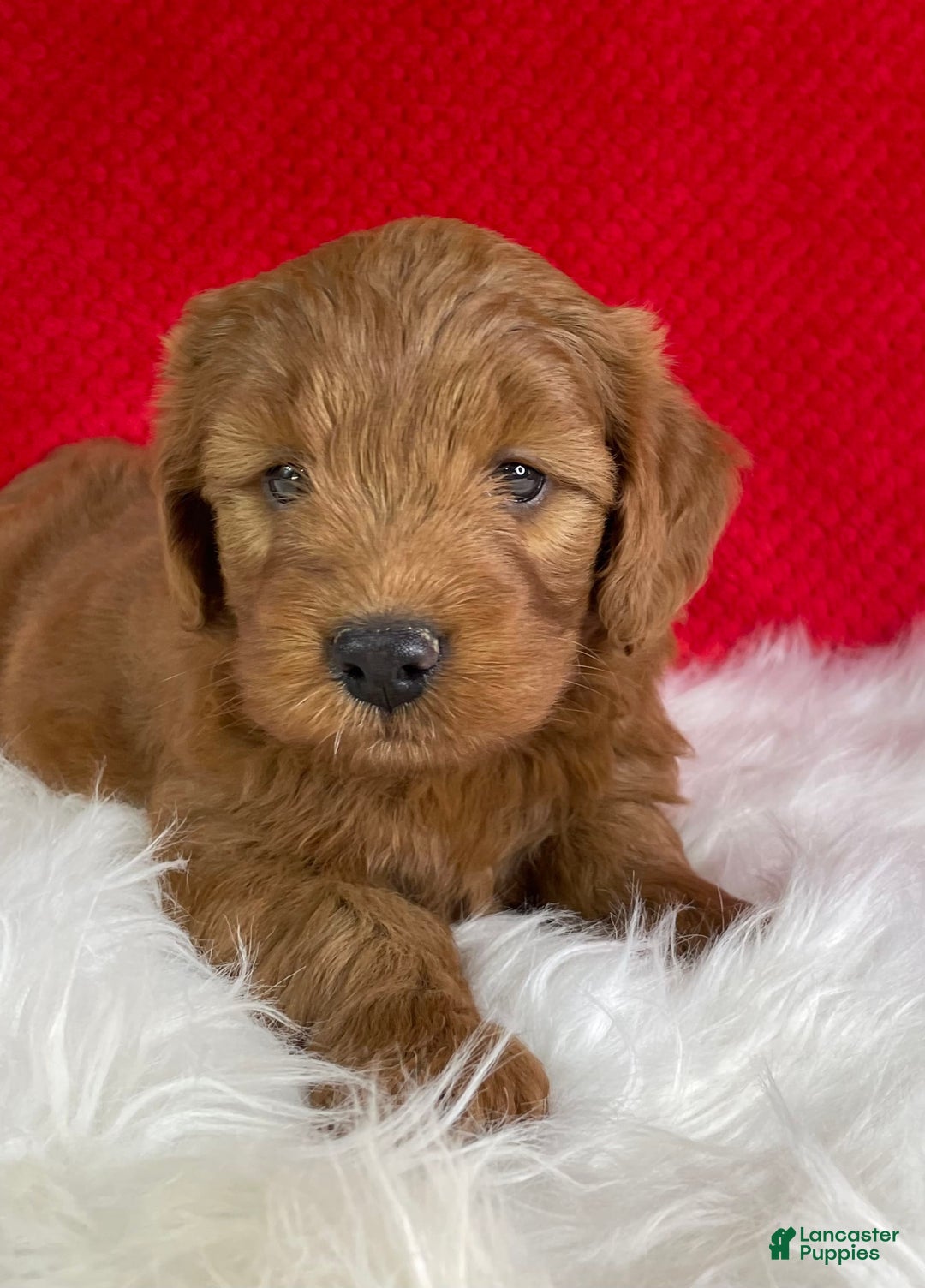 Mini Goldendoodle dogs for sale: Maple - Image 5